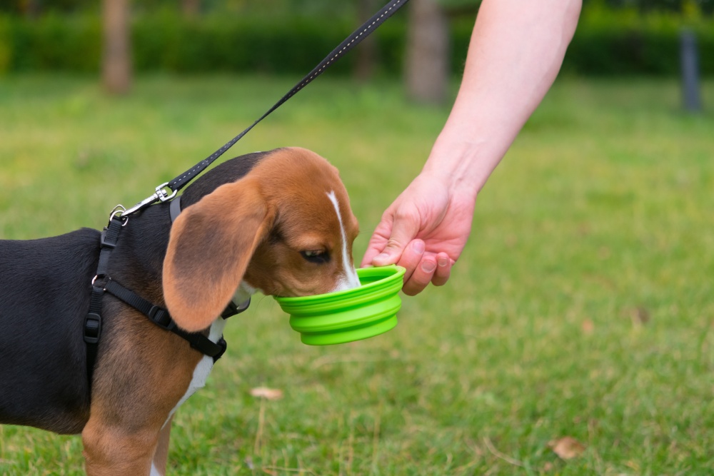 How to keep dogs cool in summer – a complete guide